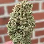 Special Kush #1, Germany March 2025