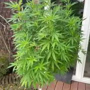 Summer Paradise Outdoor Grow Germany