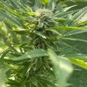 Summer Paradise Outdoor Grow Germany