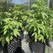 Summer Paradise Outdoor Grow Germany