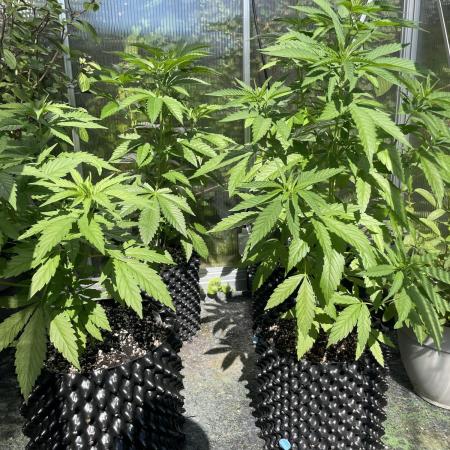 Summer Paradise Outdoor Grow Germany