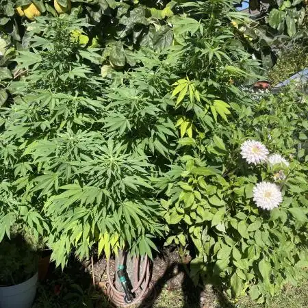 Special Queen #1, Garden Summer 2025