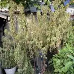 Special Queen #1, Garden Summer 2025