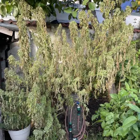 Special Queen #1, Garden Summer 2025