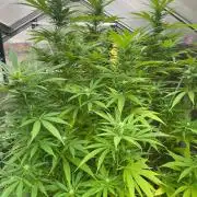 Summer Paradise Outdoor Grow Germany