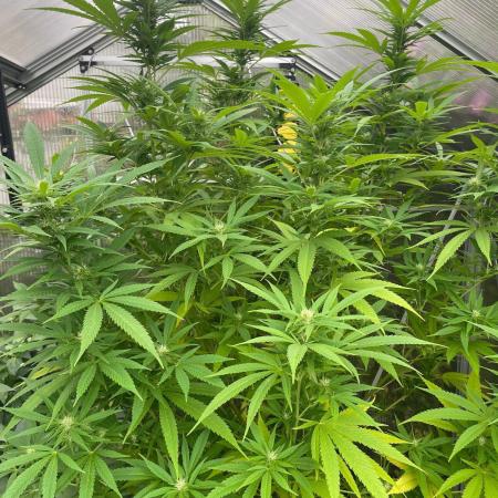 Summer Paradise Outdoor Grow Germany