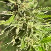 Summer Paradise Outdoor Grow Germany