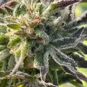 Summer Paradise Outdoor Grow Germany