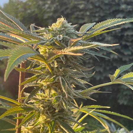 Summer Paradise Outdoor Grow Germany