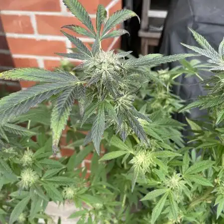 Sunset Paradise, Germany May 2025