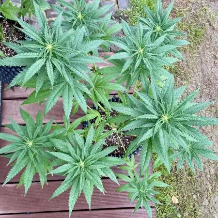 Special Kush #1, Germany March 2025