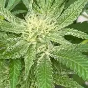 Summer Paradise Outdoor Grow Germany