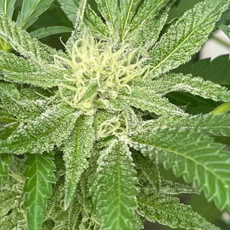 Summer Paradise Outdoor Grow Germany