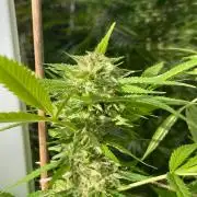 Summer Paradise Outdoor Grow Germany