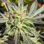 Summer Paradise Outdoor Grow Germany