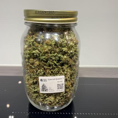 Special Queen #1, Garden Summer 2025