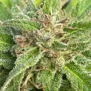Summer Paradise Outdoor Grow Germany