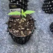 Summer Paradise Outdoor Grow Germany