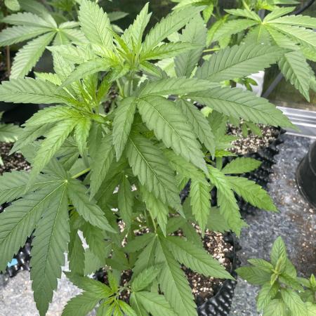 Summer Paradise Outdoor Grow Germany