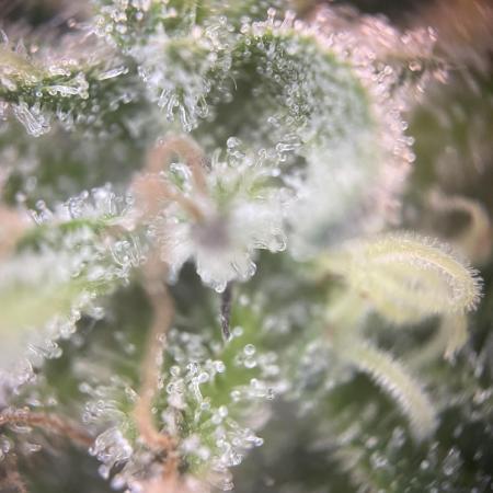 Battle of Systems: Chocolate Wafflez