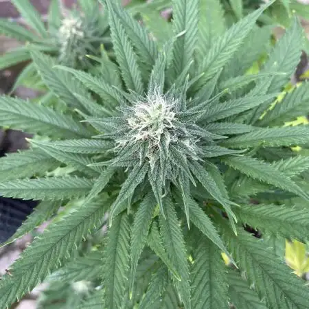 Special Kush #1, Germany March 2025