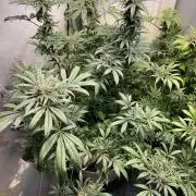 CBD Winter Paradise