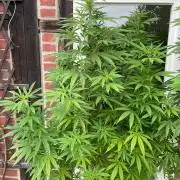 Summer Paradise Outdoor Grow Germany