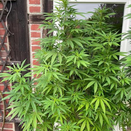 Summer Paradise Outdoor Grow Germany
