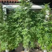 Summer Paradise Outdoor Grow Germany