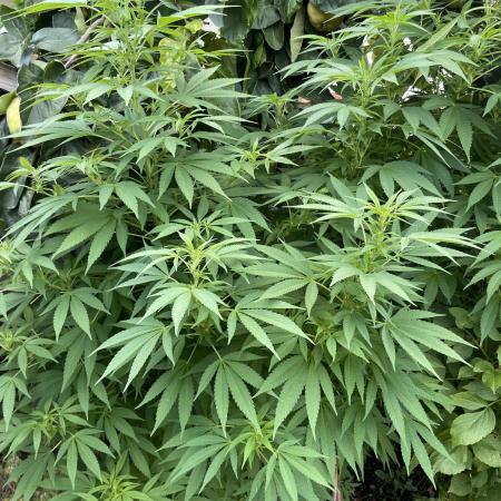 Special Queen #1, Garden Summer 2025