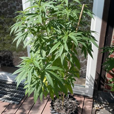 Summer Paradise Outdoor Grow Germany