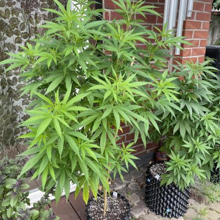 Summer Paradise Outdoor Grow Germany