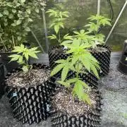 Summer Paradise Outdoor Grow Germany