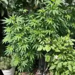 Special Queen #1, Garden Summer 2025