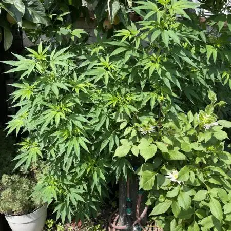 Special Queen #1, Garden Summer 2025