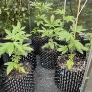 Summer Paradise Outdoor Grow Germany