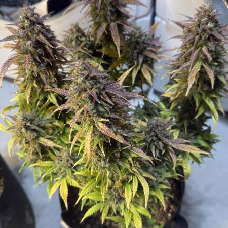 Banana Purple Punch (Grow #2)