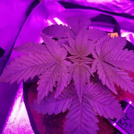 BlackBerry kush 