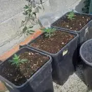 Super lemon haze auto