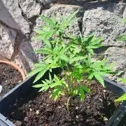 Super lemon haze auto