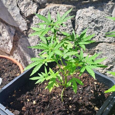 Super lemon haze auto