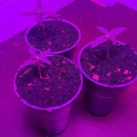 Super lemon haze auto