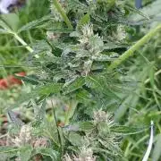Outdoor April/July 2026