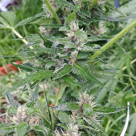Outdoor April/July 2026