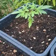 Super lemon haze auto