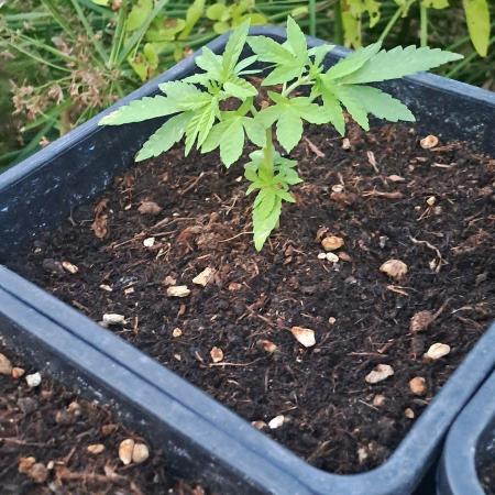 Super lemon haze auto
