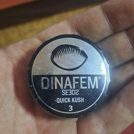 Quick kush e Chemical bride