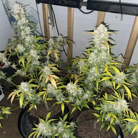 Pound Cake Auto FB