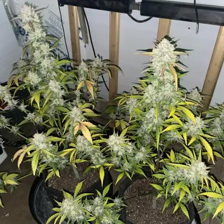 Pound Cake Auto FB