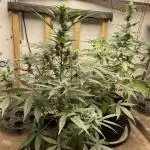 Fast Buds Pound Cake Auto